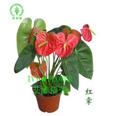 为何上海越来越多的企业选择植物租赁？解锁绿色办公新趋势