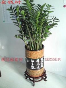 绿色经济新篇章 厂家直供绿植打造生态办公新风尚