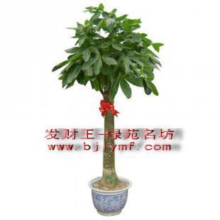 2024年绿植租赁成本分析 世界工厂网农副产品企业的价格指南
