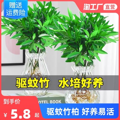 绿植风潮 当代网购中最受欢迎的室内植物