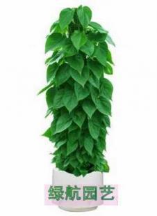 绿植租赁新风尚 滨江园艺为城市注入自然活力