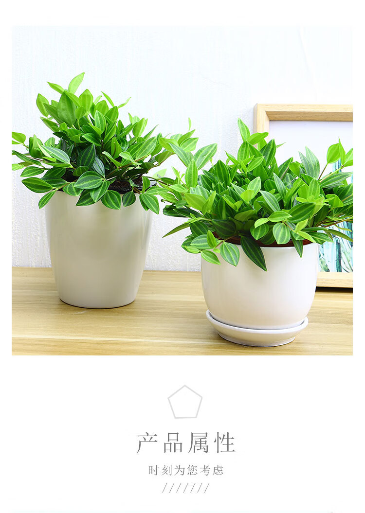 焕新居室格调，从一盆仿真花开始——厂家直销新款迷你桌摆小盆景评测