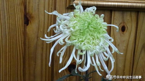 春风柳绿 菊中一抹淡雅的绿意，为何成为爱菊之人的心头好？
