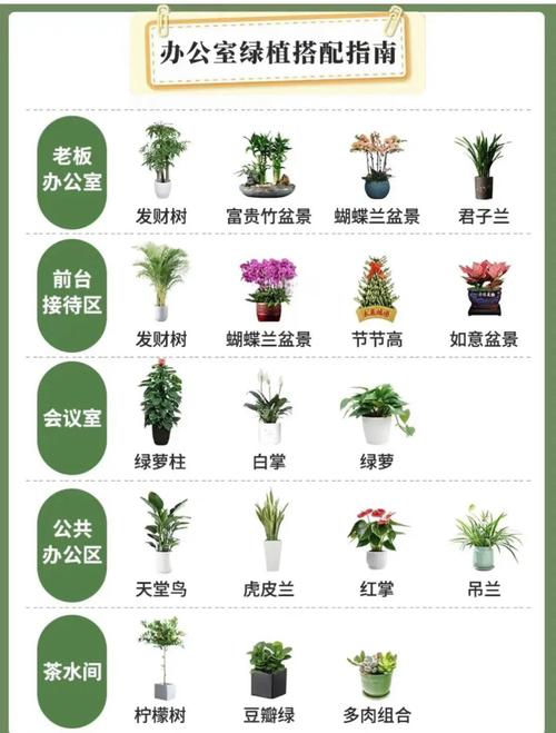 办公室绿植搭配指南:让工作空间更美好