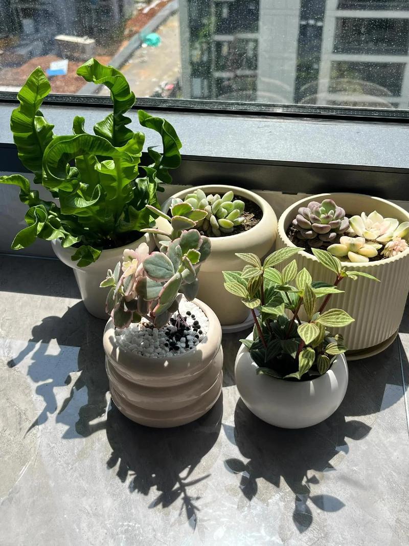 我是一个绿植小天才#爱生活爱养花