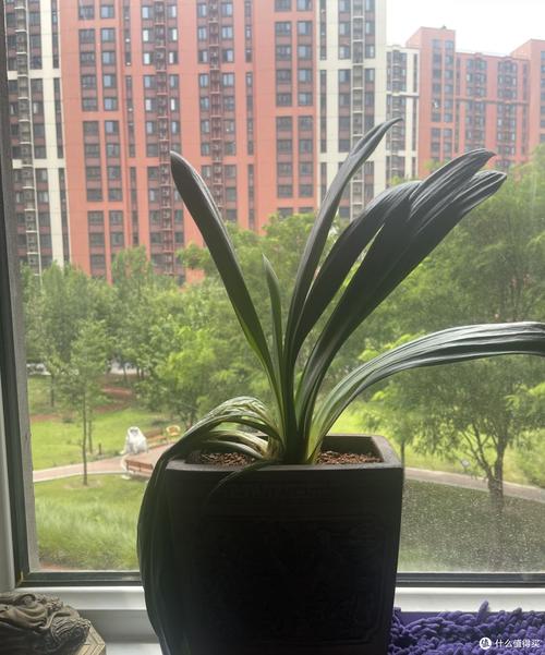8月份,这8种花千万别乱剪,剪过的人肠子都悔青了!