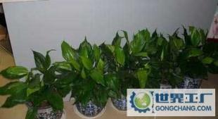 承接武汉室内花卉绿植租摆、室内花卉绿植、红掌_农副产品_世界工厂网中国产品信息库